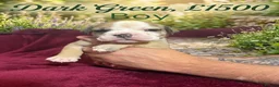 Olde English Bulldogge dogs for sale: 12 olde English bulldogs  - Advert 8