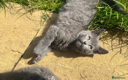 Scottish Fold cats for sale: Scottish-fold Kittens   - Image 23