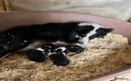 Border Collie dogs for sale: Border collie.  - Image 4