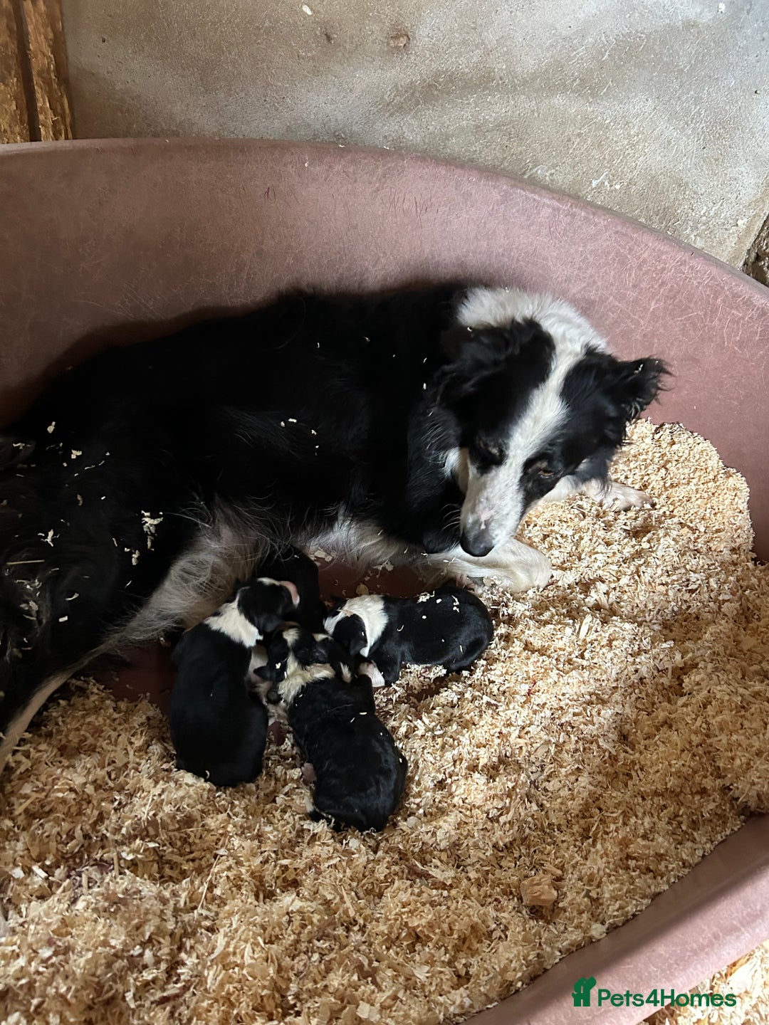 Border Collie dogs for sale: Border collie.  - Image 4