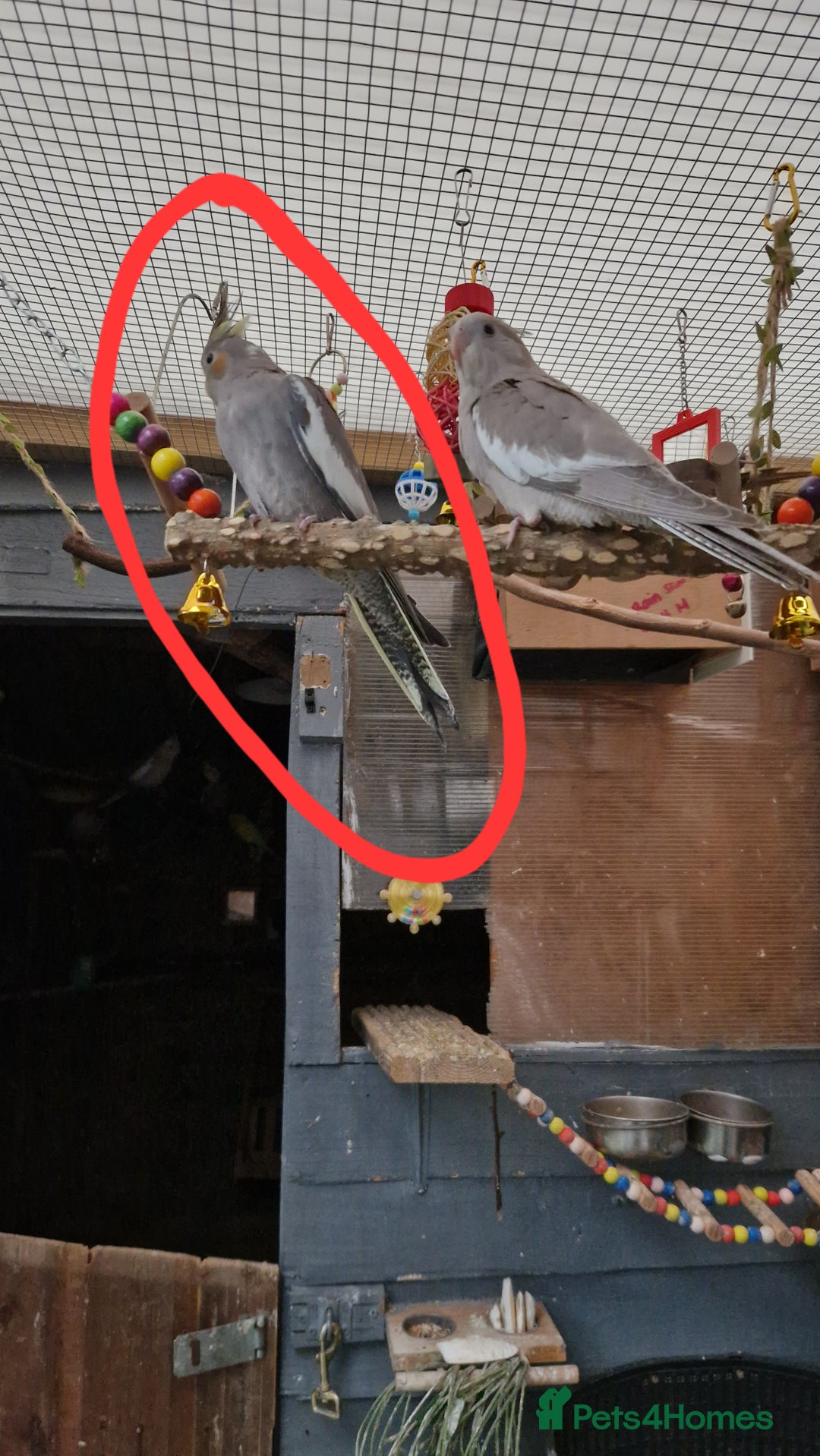 Cockatiels birds for sale: 1x 8 week old cockatiel £85  - Image 7