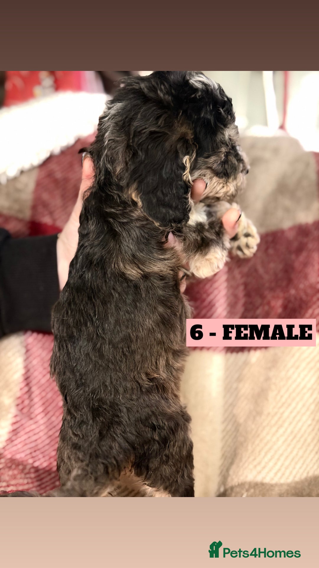 Cockapoo dogs for sale: BEAUTIFUL F2 COCKAPOO PUPPIES - 4 BOYS AND 4 GIRLS - Advert 19