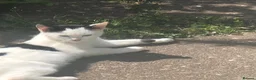 Mixed Breed cats for sale: Beautiful kittens - Advert 2