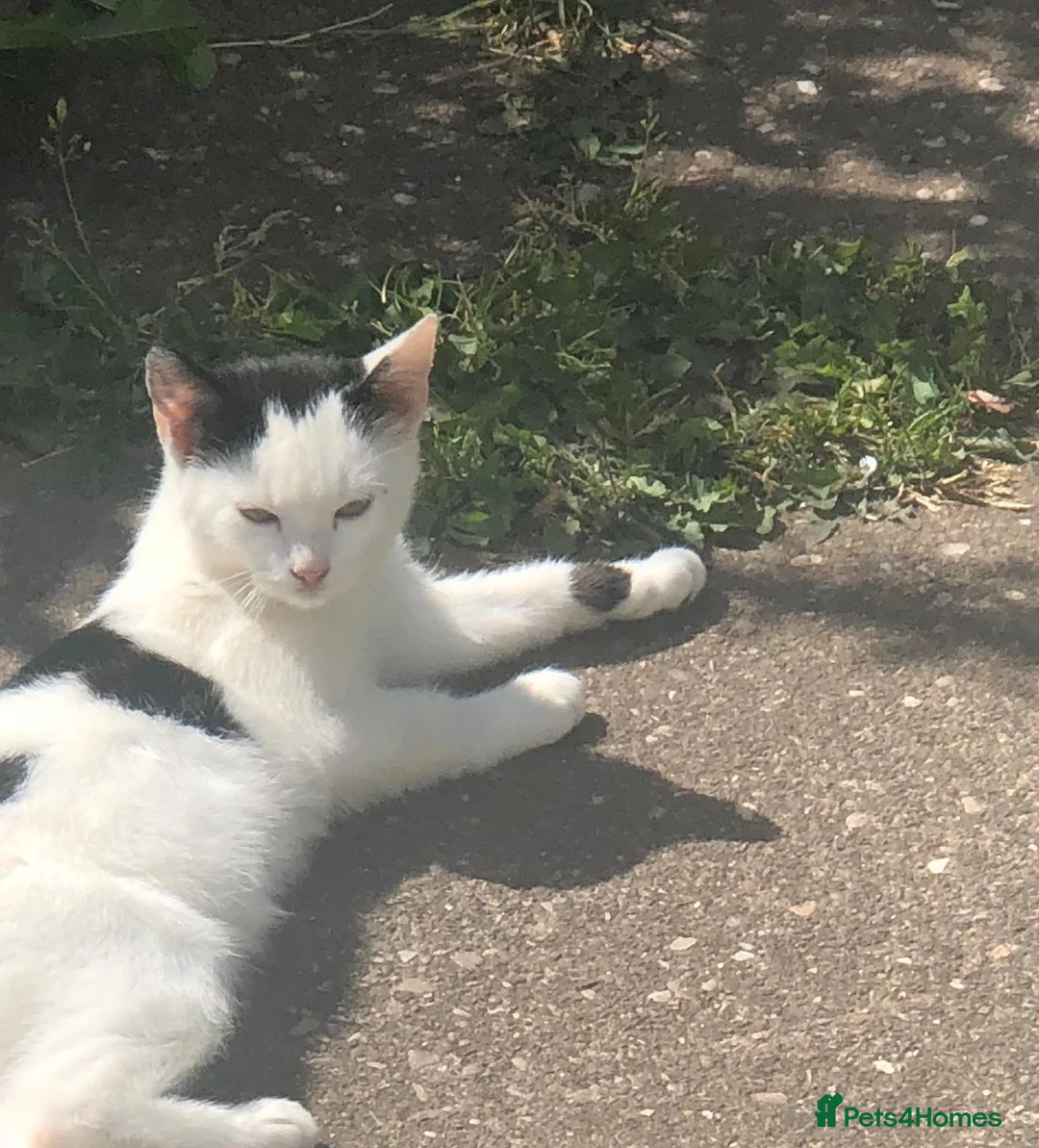 Mixed Breed cats for sale: Beautiful kittens - Advert 2