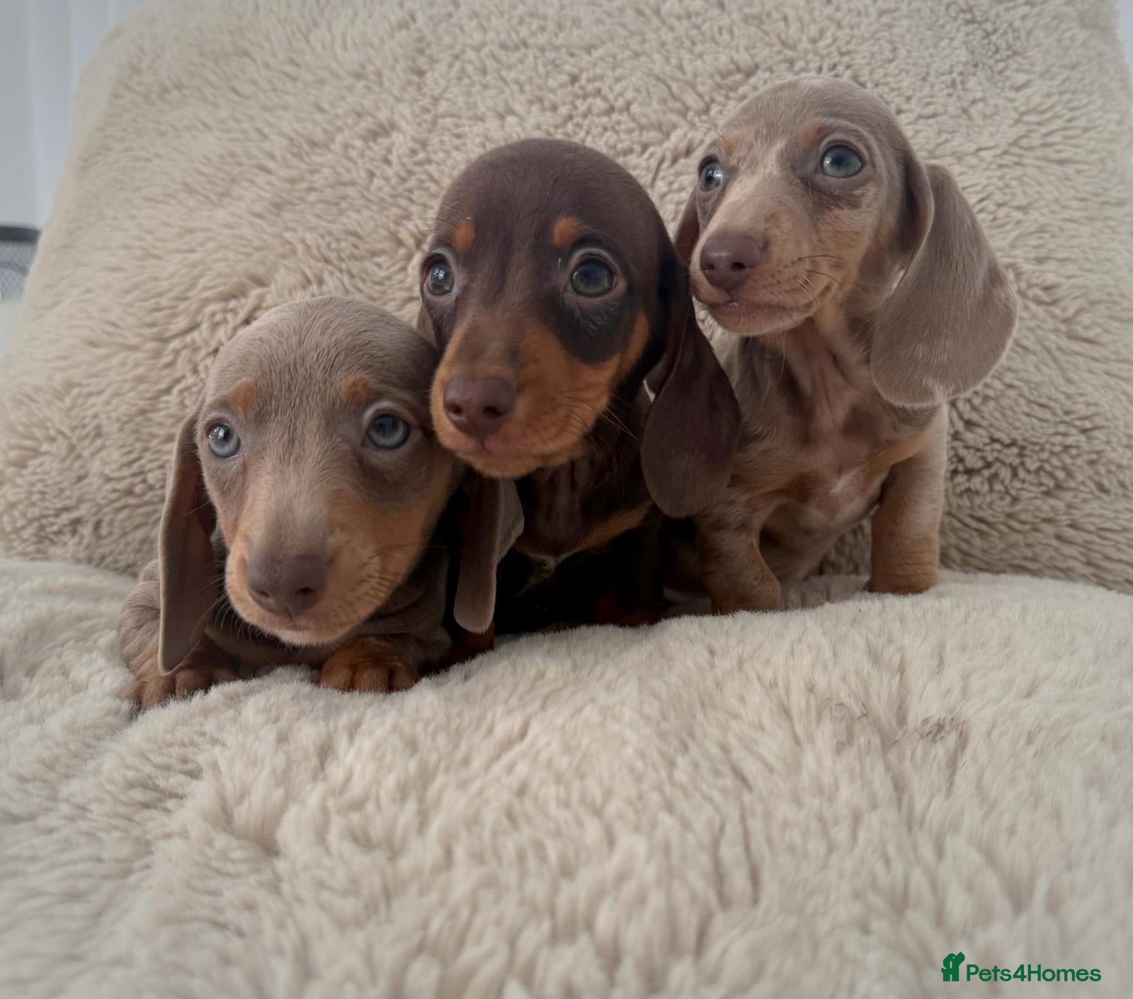 Miniature Dachshund dogs Kc miniature dachshund  - Advert 1