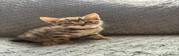 Mixed Breed cats for sale: 4 Beautiful Tabby Kittens  in Crewe - Advert 3