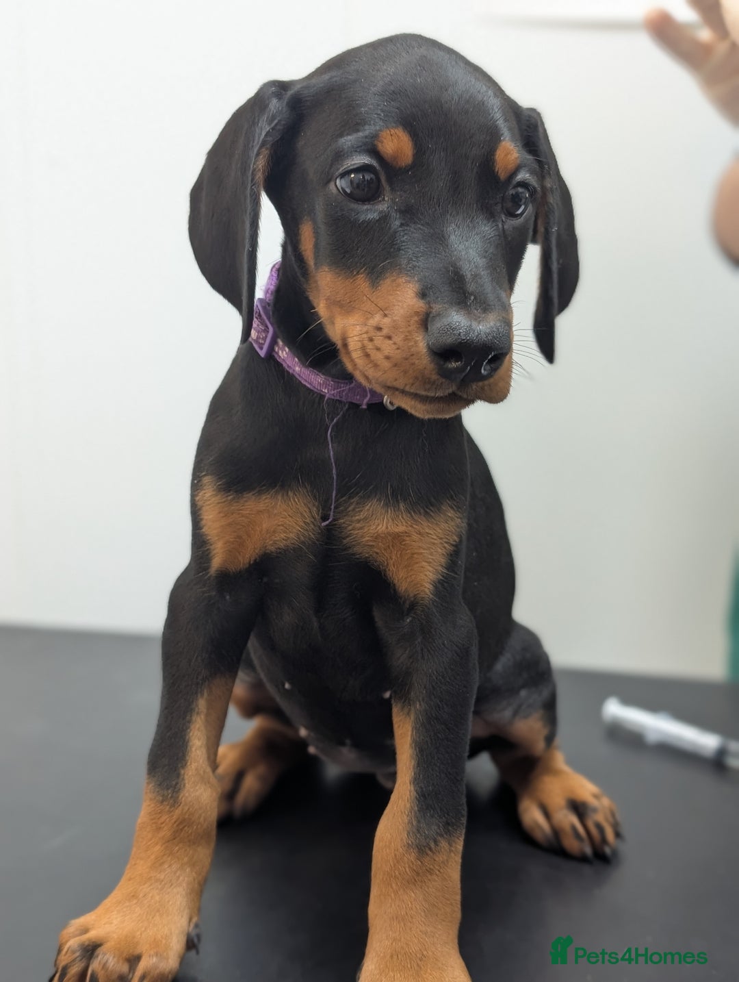 Dobermann dogs for sale: Doberman puppies "ready now" - Image 8