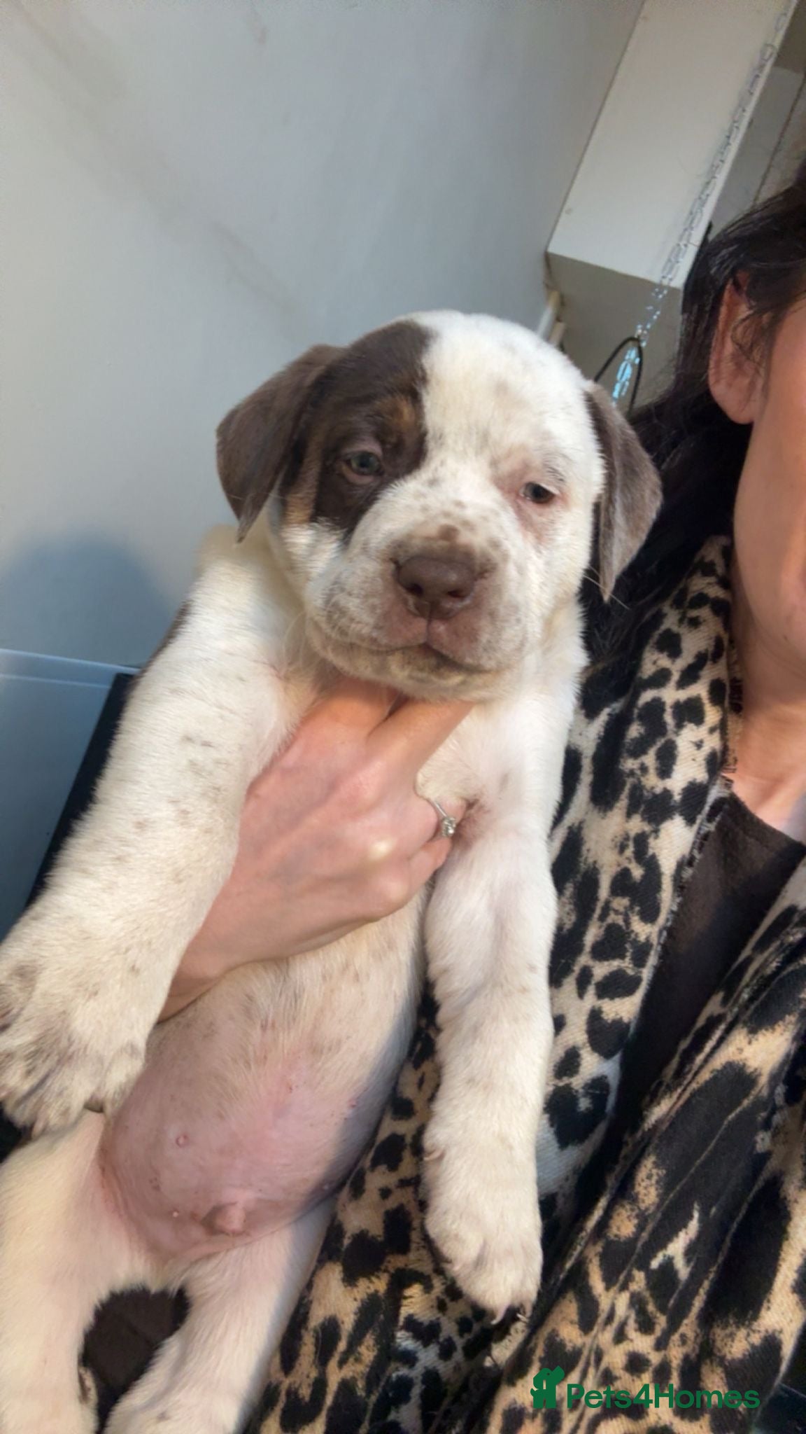 Mixed Breed dogs PRESA CANARIO X AMERICAN BULLY PUPS 3 BOYS 2 GIRLS - Advert 1