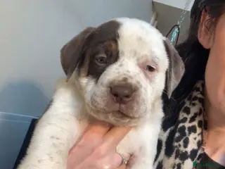 Mixed Breed dogs PRESA CANARIO X AMERICAN BULLY PUPS 3 BOYS 2 GIRLS - Advert 4