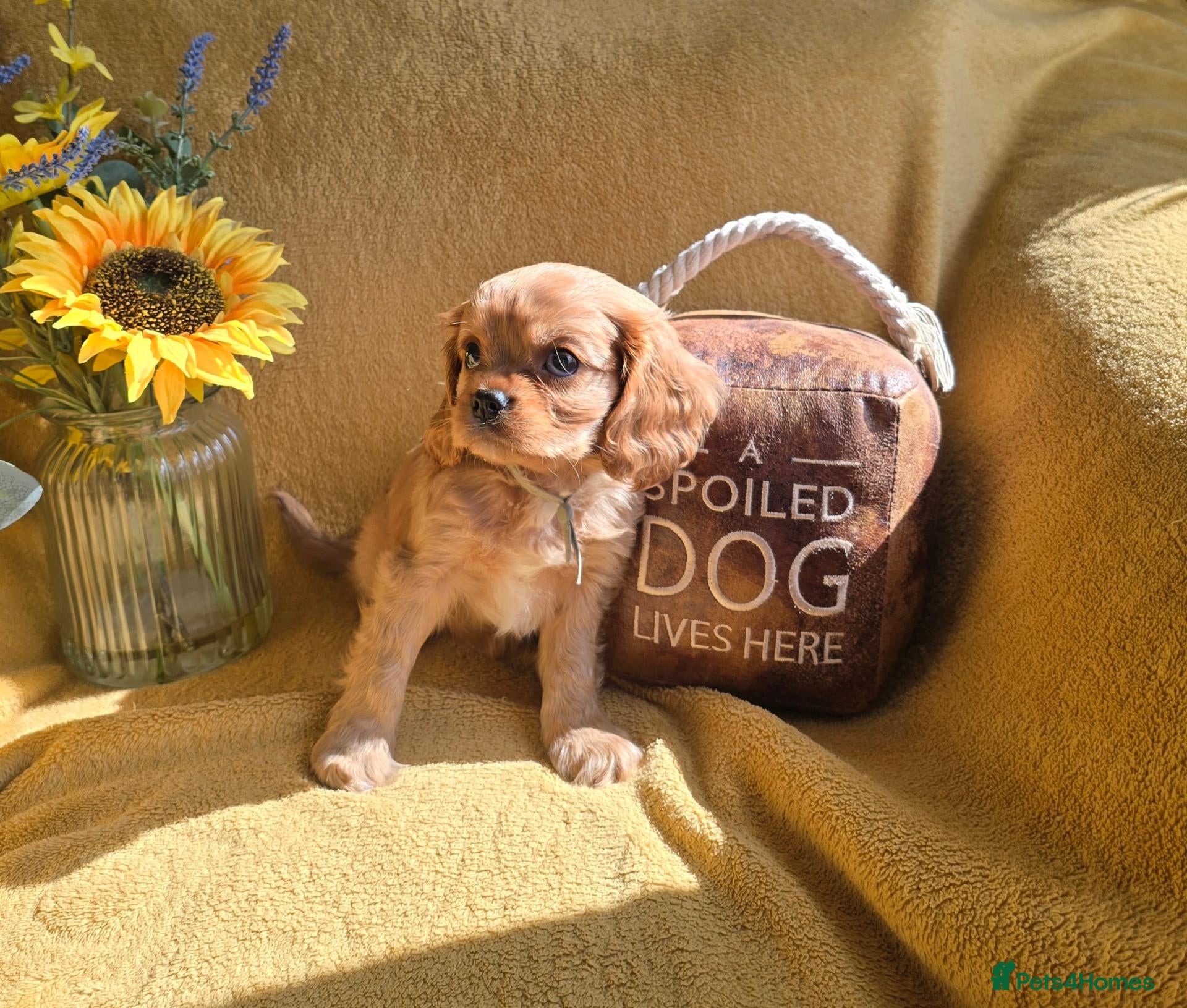 Cavalier King Charles Spaniel dogs Beautiful  Cavalier  puppies  - Advert 2