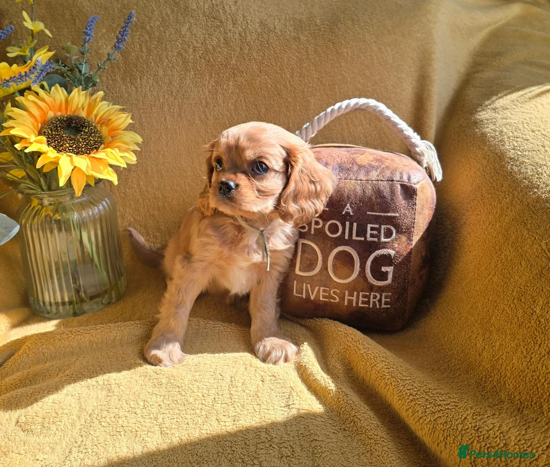 Cavalier King Charles Spaniel dogs for sale: Beautiful  Cavalier  puppies  - Advert 1