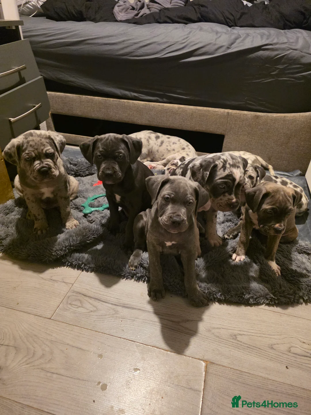 Cane Corso dogs for sale: Cane corso cross  - Advert 23