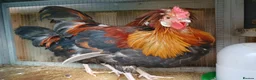 Mixed Breed poultry for sale: RARE BREED Sulmtaler cross Silkie cockerels - Advert 3