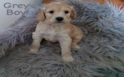 Cockapoo dogs for sale: ⭐️VERY RARE TOY Cockapoo Puppies⭐️🐶 - Image 19