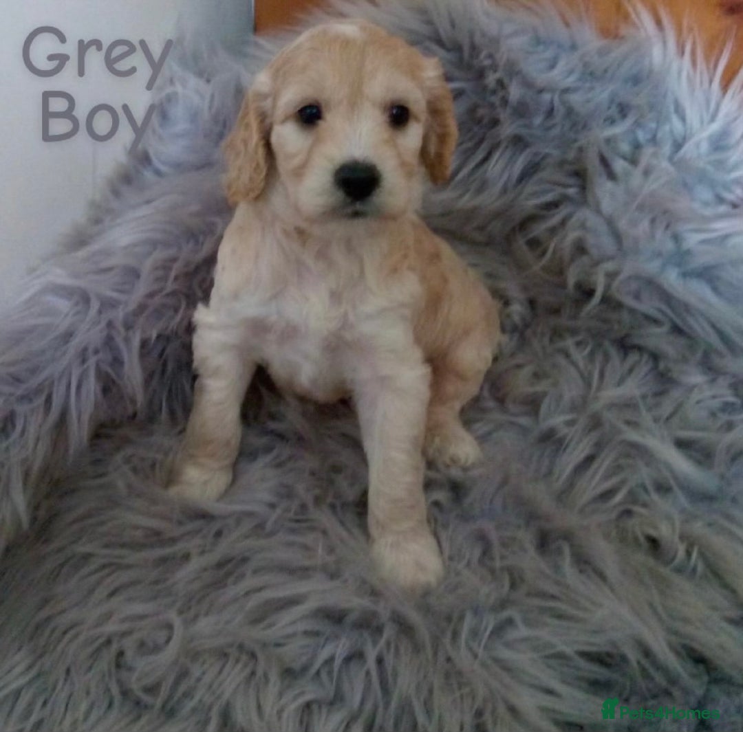 Cockapoo dogs for sale: ⭐️VERY RARE TOY Cockapoo Puppies⭐️🐶 - Image 19