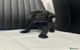 Labrador Retriever dogs for sale: Adorable KC registered fox red and black labs  - Image 12