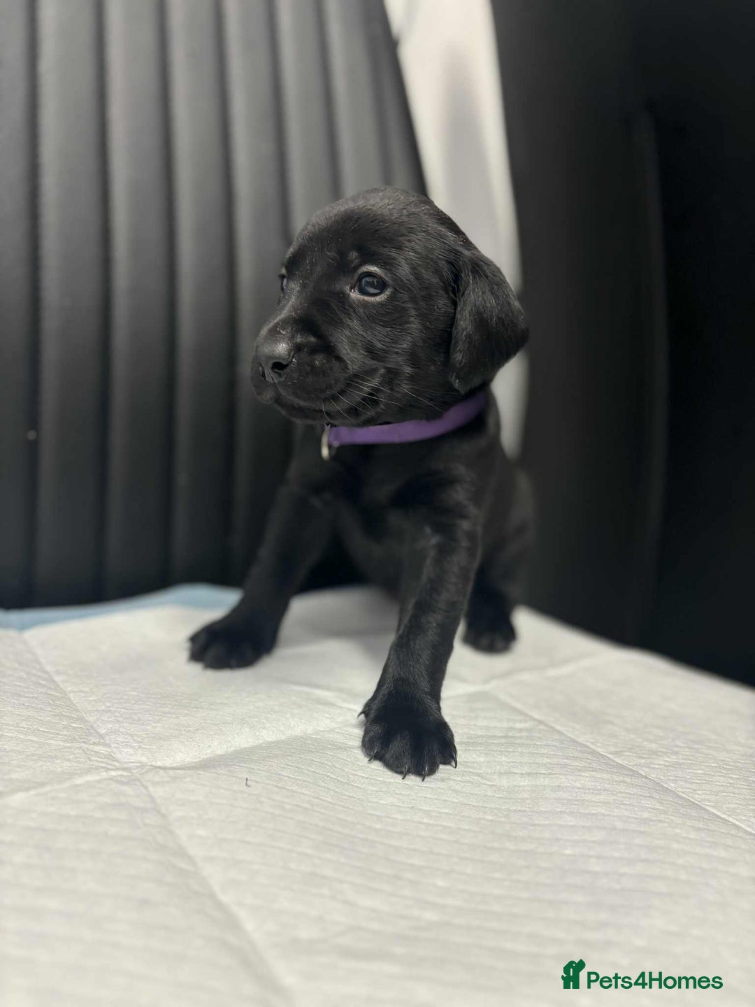 Labrador Retriever dogs for sale: Adorable KC registered fox red and black labs  - Image 12