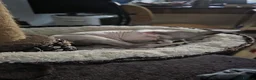 Sphynx cats for sale: Beautiful pedigree sphynx kitten HCM clear parents - Advert 15
