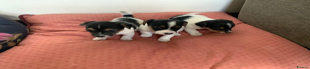 Jack Russell Puppy 4