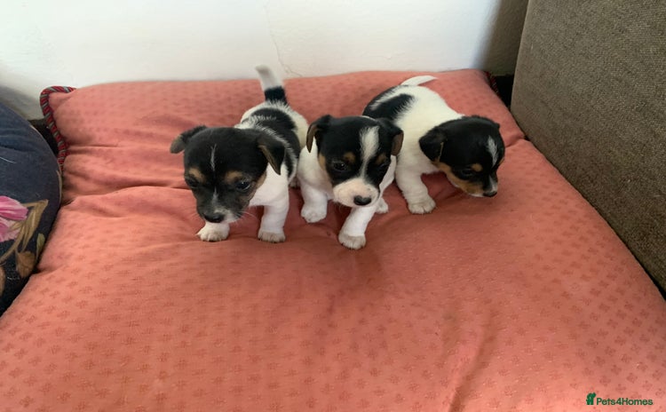 Jack Russell dogs - Advert 3