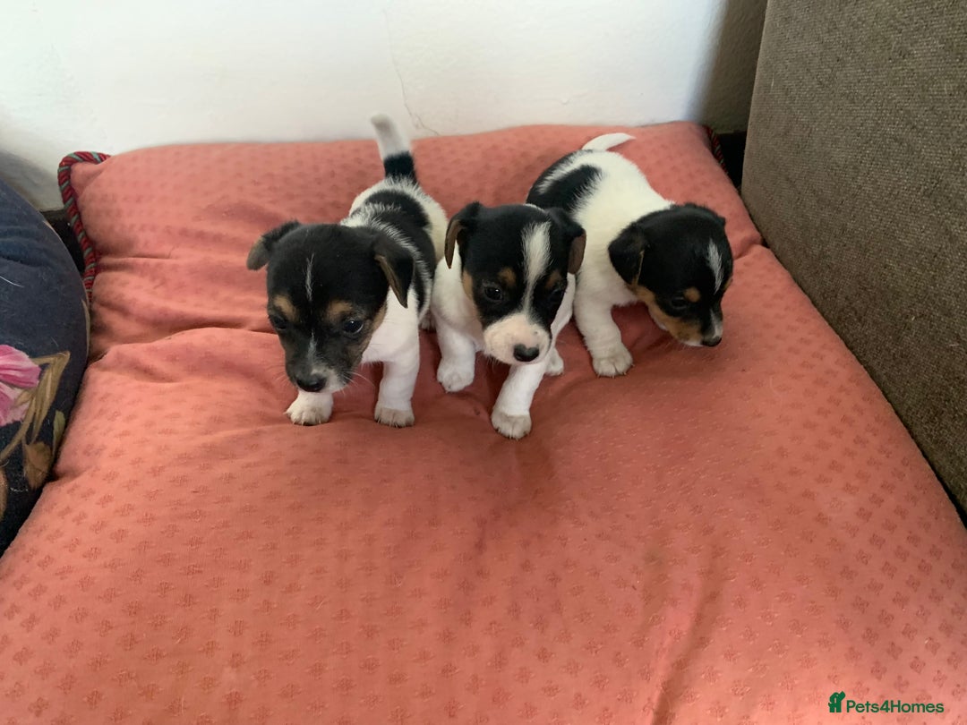 Jack Russell dogs for sale: Jack Russel puppies - Image 1
