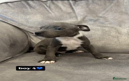 Staffordshire Bull Terrier dogs for sale: LAST BOY, REDUCED!! Blue staffy kc registered pups in Glossop - Image 5