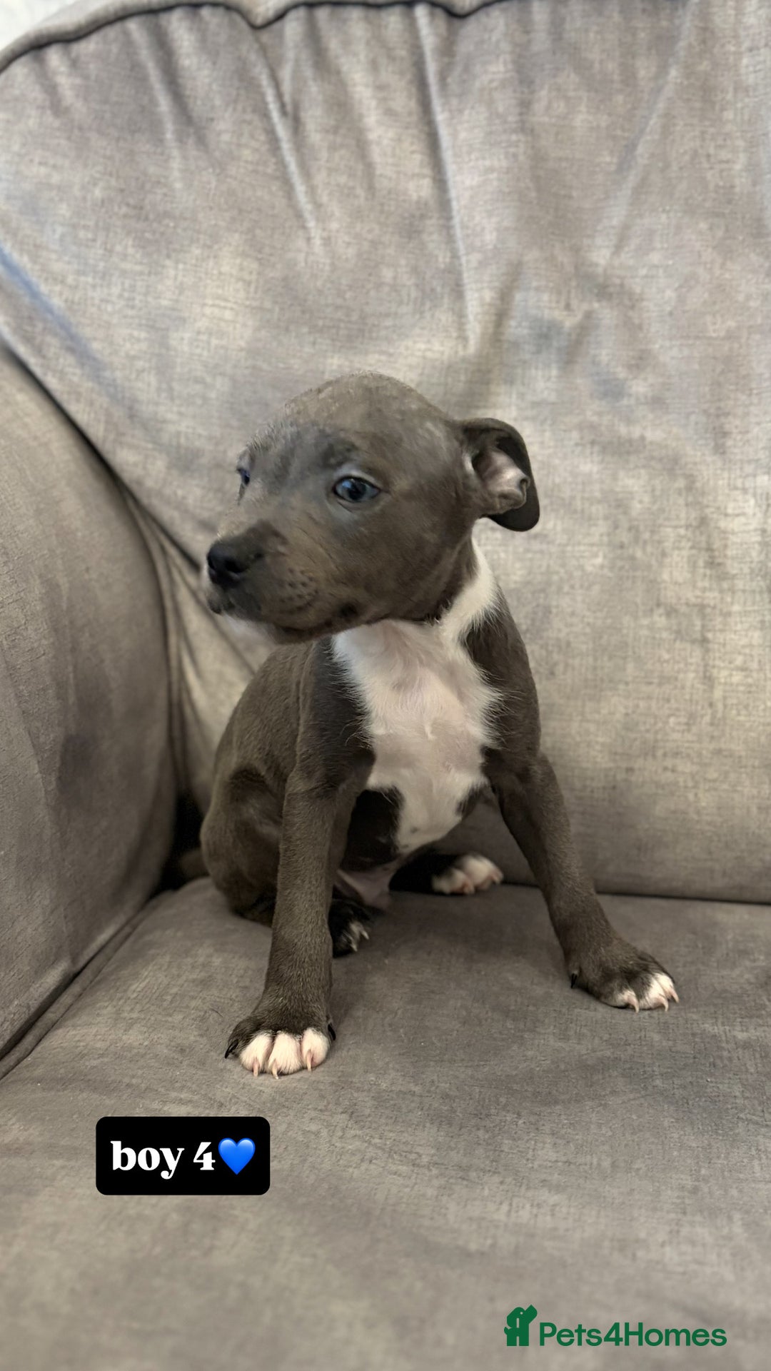 Staffordshire Bull Terrier dogs for sale: LAST BOY, REDUCED!! Blue staffy kc registered pups in Glossop - Image 5