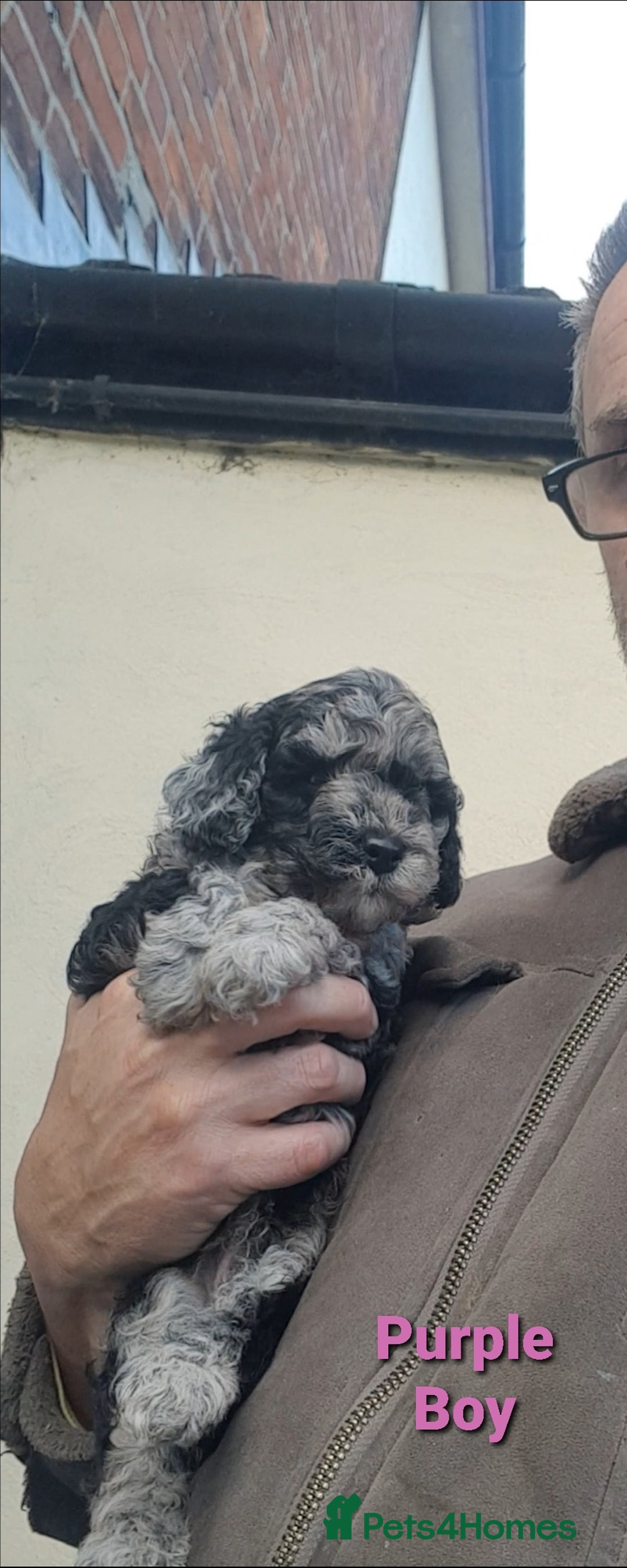 Sproodle dogs for sale: Toy Sproodle Puppies, Fabulous litter - Image 7