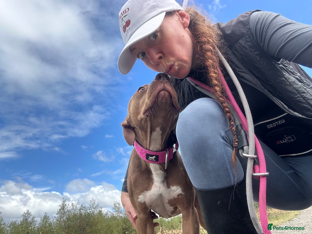 American Bull Staffy dogs for sale: Loving female for adoption  - Advert 7