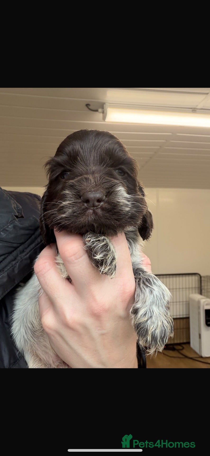 Cocker Spaniel dogs 🤎 KC show cocker spaniels 🤎 - Advert 2