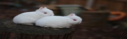 Netherland Dwarf rabbits for sale: Real Netherland Dwarf   - Advert 18