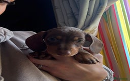 Miniature Dachshund dogs for sale: Miniature dachshunds 1 boy 3 girls - Advert 2