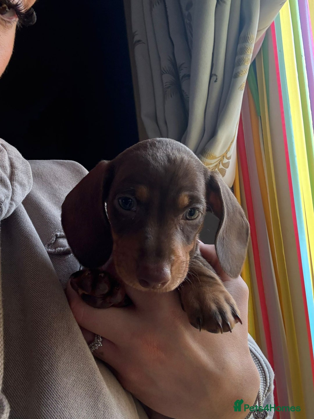 Miniature Dachshund dogs for sale: Miniature dachshunds 1 boy 3 girls - Advert 2
