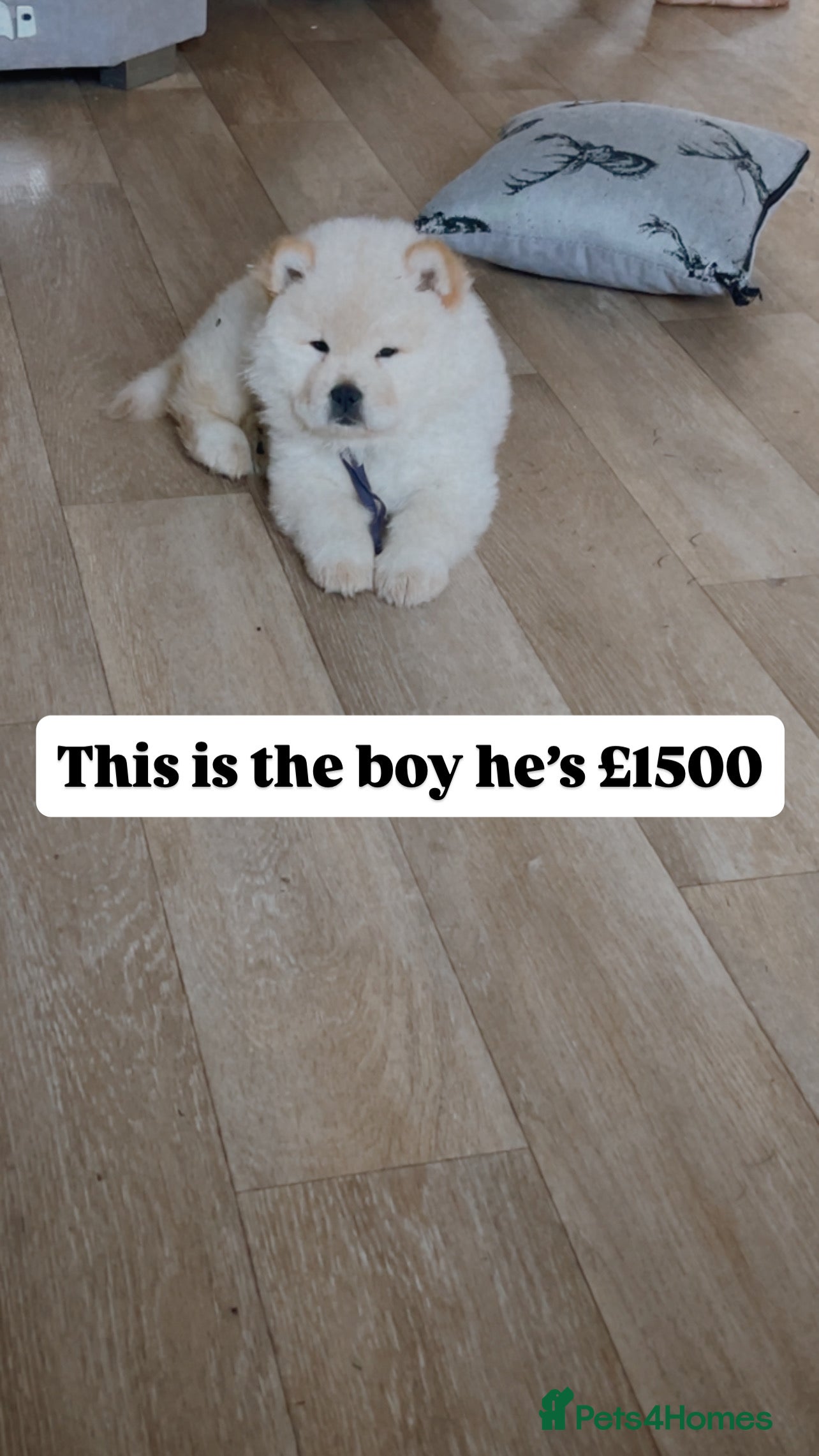 Chow Chow dogs Chow chow babies  - Advert 2