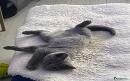 Scottish Fold cats for sale: Last  Girl left 😻😻 in Dewsbury - Image 3