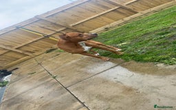 Staffordshire Bull Terrier dogs for stud: Staffordshire bull terrier for stud  - Image 2