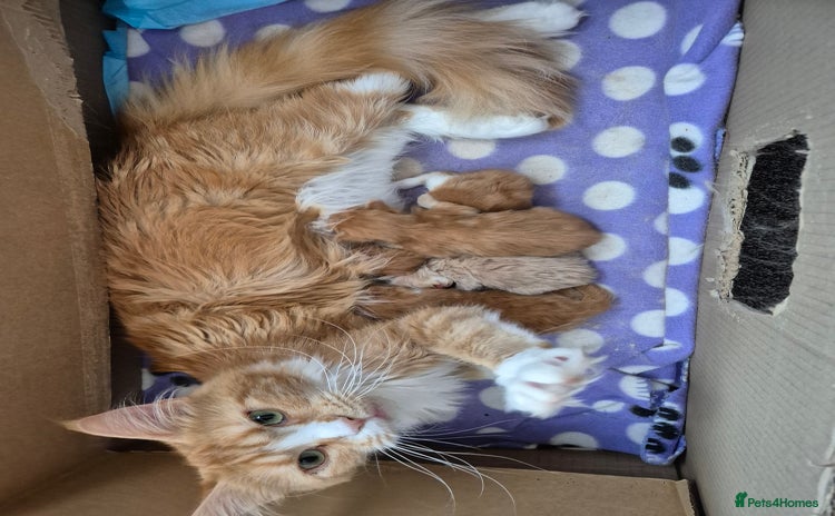 Maine Coon cats - Advert 16