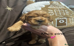 Cockalier dogs for sale: Adorable cockalier puppies 💙🩵💜❤️🩷 - Advert 13