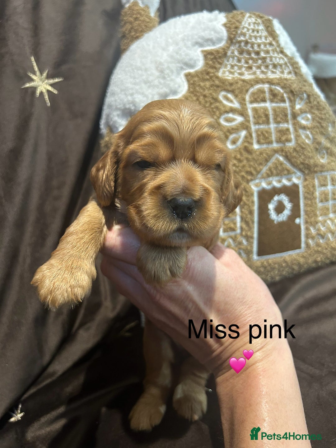 Cockalier dogs for sale: Adorable cockalier puppies 💙🩵💜❤️🩷 - Advert 13