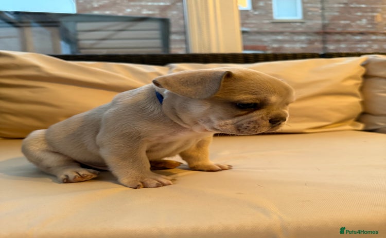 French Bulldog dogs - Advert 4