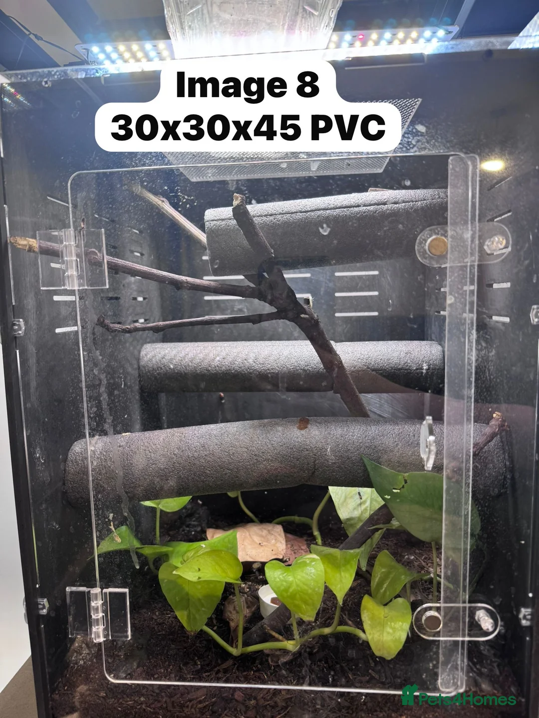 Gecko reptiles for sale: CRESTIES & ENCLOSURES - Advert 12