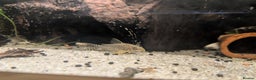 Plecos fish for sale: Cracked Zebra Plecos, Clown Plecos and More  - Advert 8