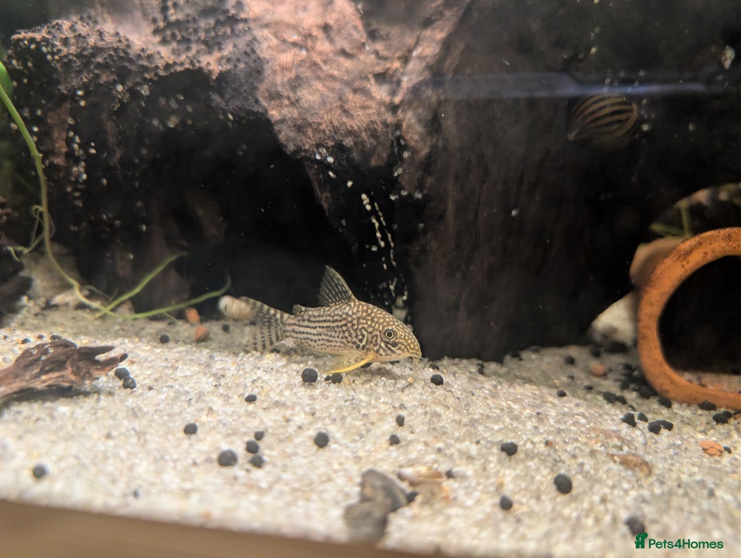 Plecos fish for sale: Cracked Zebra Plecos, Clown Plecos and More  - Advert 8