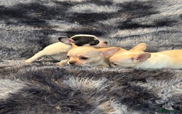 Chihuahua dogs for sale: Chihuahua puppy’s  - Image 20