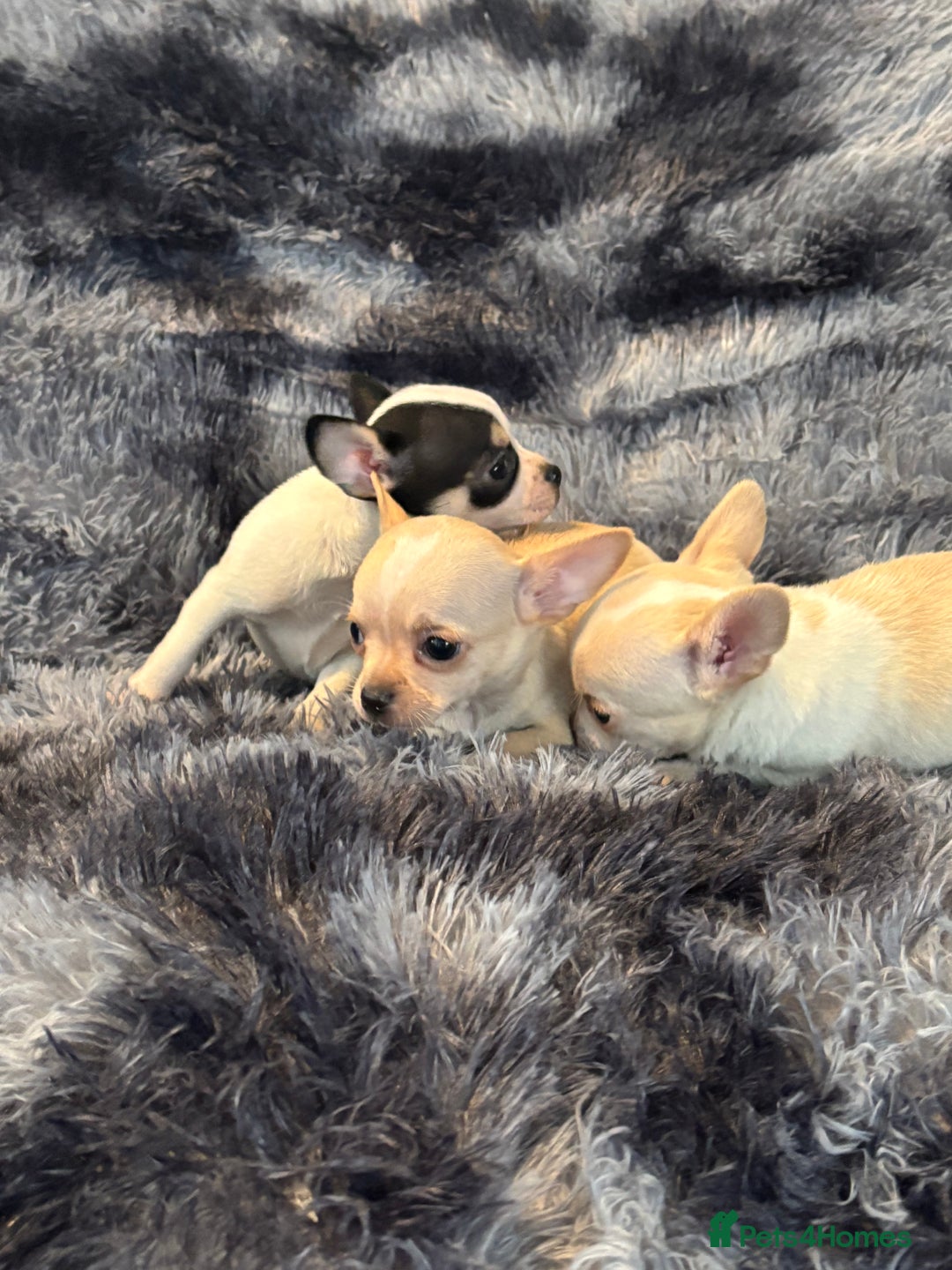 Chihuahua dogs for sale: Chihuahua puppy’s  - Image 20