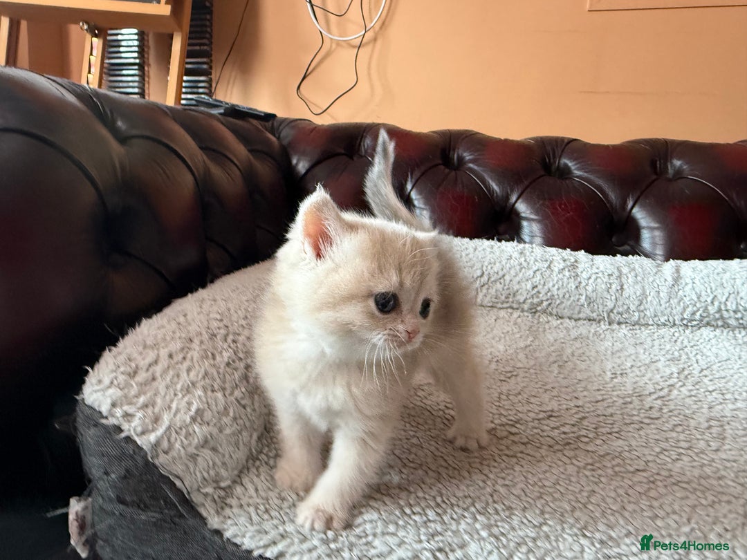 British Shorthair cats for sale: Ready 2 lovely girls AY12 and NY12 / Corin - Image 25