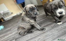 Cane Corso dogs for sale: Purebred Cane Corso puppies  - Image 20
