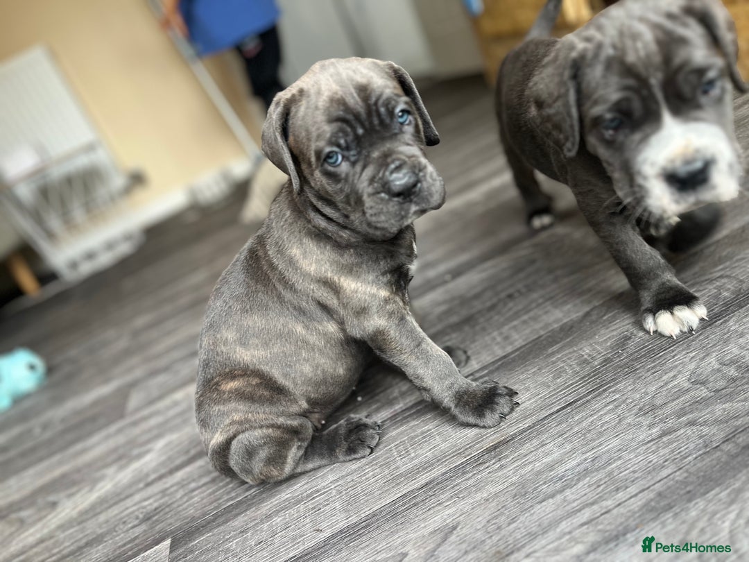 Cane Corso dogs for sale: Purebred Cane Corso puppies  - Image 20