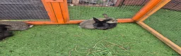 Mixed Breed rabbits for sale: Mix bunnies  - Advert 1