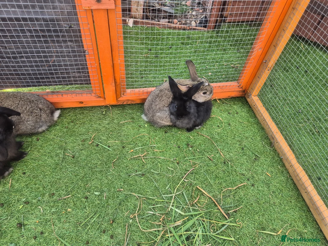 Mixed Breed rabbits for sale: Mix bunnies  - Advert 1